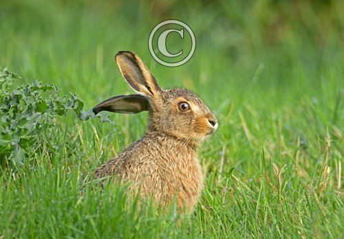  Half Grown Leveret DM2046